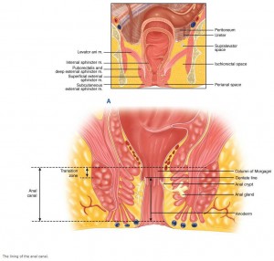 Images of Anal Canal