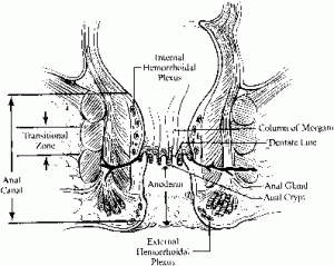 Pictures of Anal Canal