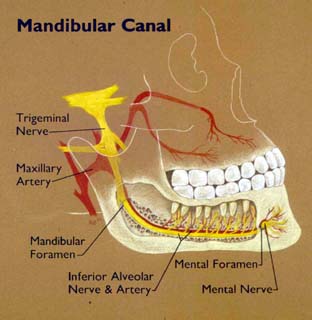 incisive canal mandible