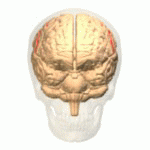 Image of Central sulcus
