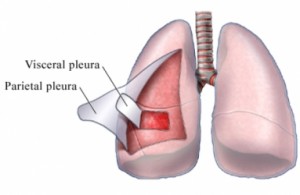 Image of Parietal pleura