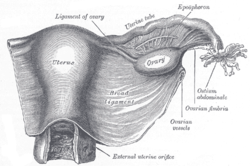Picture of Cardinal Ligament