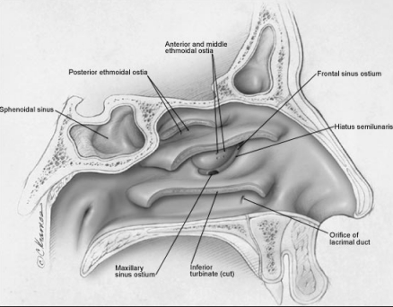 Picture of Frontonasal duct