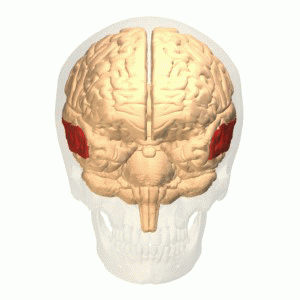 Picture of Middle temporal gyrus