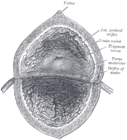 Picture of Orifice of ureter