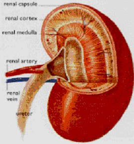 Picture of Renal Capsule