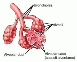 Image of Alveolar duct