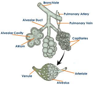 Picture of Alveolar duct