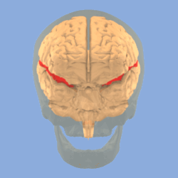 Image of Lateral sulcus