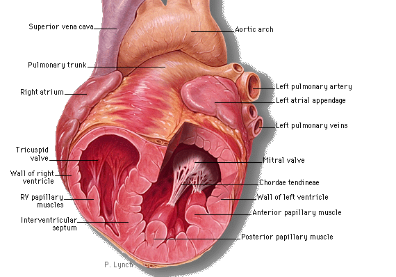 Picture of Papillary muscle