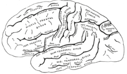 Picture of Inferior temporal gyrus
