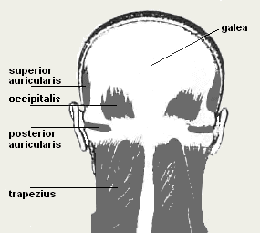 Image of Occipitalis