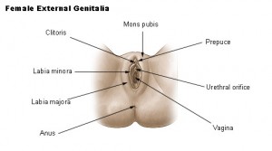 Picture of External urethral orifice in females