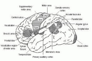 Image of Primary auditory cortex