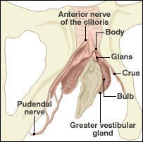 Image of Clitoral glans