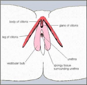 Picture of Clitoral glans