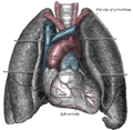 Image of Conus arteriosus