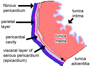 Image of Fibrous pericardium