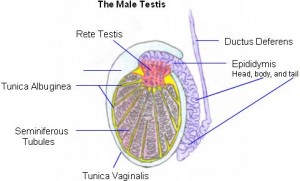 Picture of Tunica vaginalis