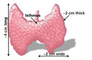 Image of Thyroid isthmus