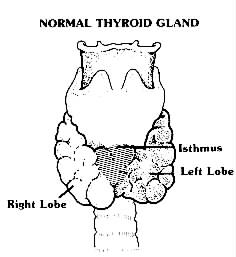 Picture of Thyroid isthmus