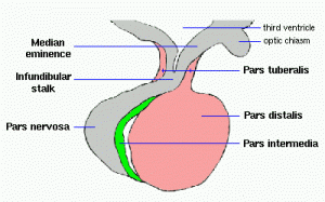 Image of Pars tuberalis 