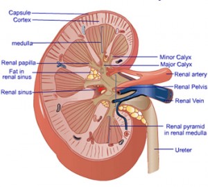 Picture of Renal sinus