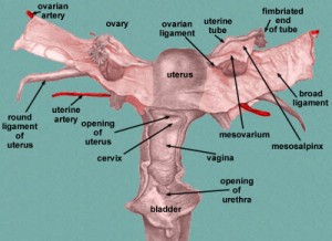 Image of Ovarian ligament