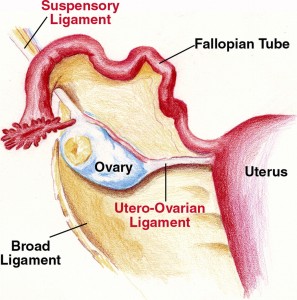 icture of Ovarian ligament