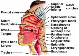 Image of Pharyngeal tonsil