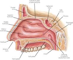 Picture of Pharyngeal tonsil