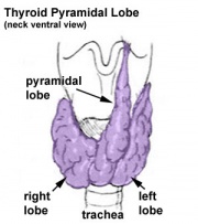 Image of Pyramidal lobe of thyroid gland