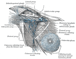 Picture of Brachial lymph node
