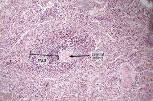 Image of Periarteriolar lymphoid sheath