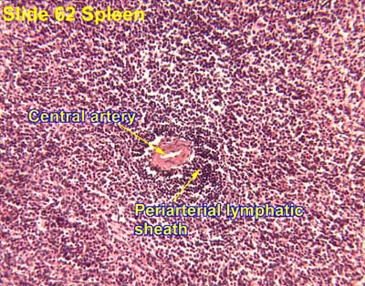 Picture of Periarteriolar lymphoid sheath