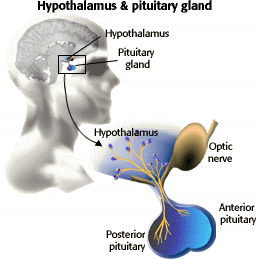 Image of Posterior pituitary