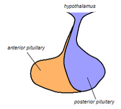 Picture of Posterior pituitary