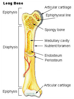 Epiphysis Picture