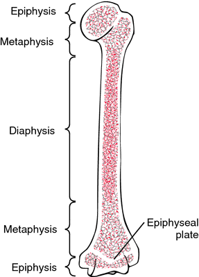Epiphysis Image