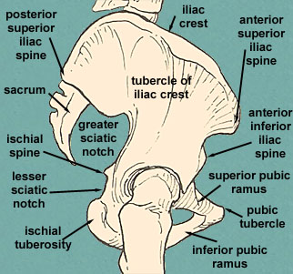Image of Ischial tuberosity