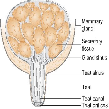 mammary gland location