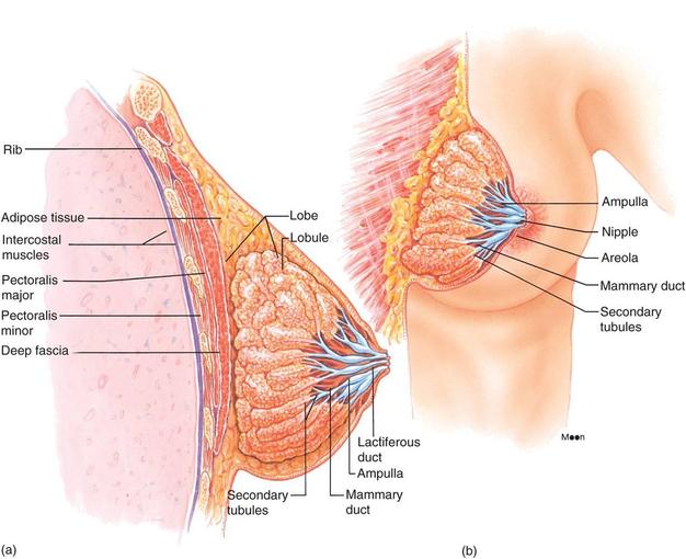 mammary gland image