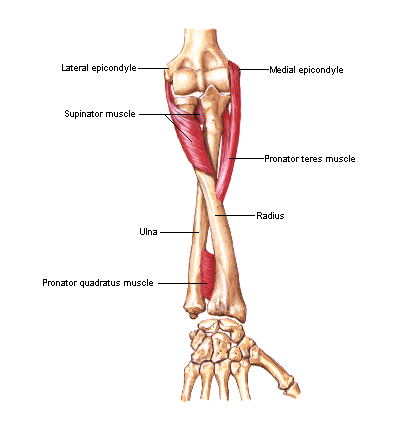image of Supinator muscle