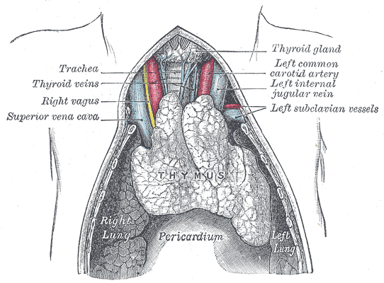 location of thymus