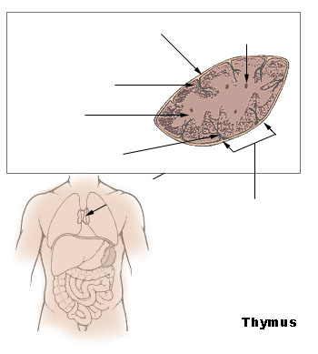 Picture of Thymus