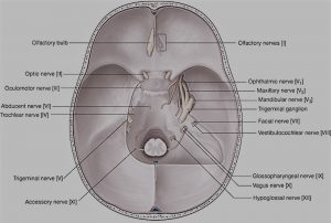 Cranial Cavity Image