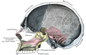Picture of Cranial Cavity