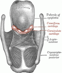 Image of Cuneiform Cartilage
