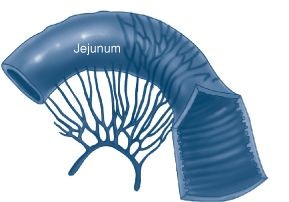 Picture of Jejunum