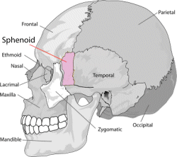 Image of Sphenoid Bone
